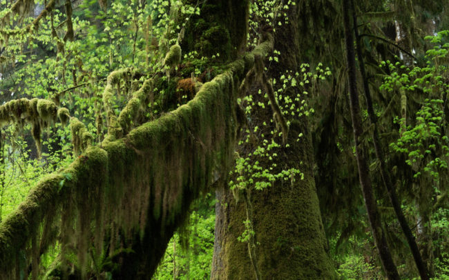 Frédéric-Demeuse-forgotten-places-forest-photographer-rainforest copie 3
