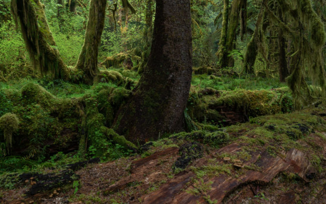 Frédéric-Demeuse-forgotten-places-forest-photographer-rainforest copie 4