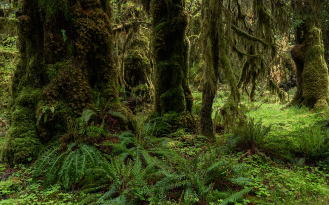 Frédéric-Demeuse-forgotten-places-forest-photographer-rainforest copie
