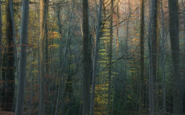 Frédéric-Demeuse-photography-Sonian-Forest-Autumn