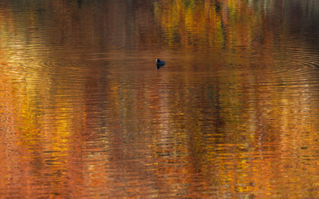 Frédéric-Demeuse-photography-coot-autumn