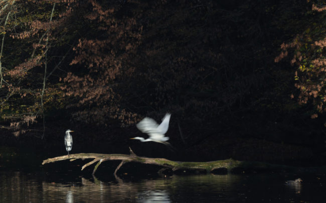 Frédéric-Demeuse-photography-egret-heron-wildlife-autumn