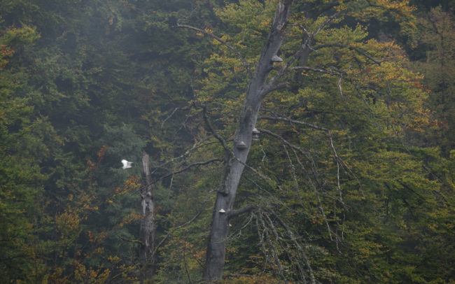 Frédéric-Demeuse-photography-foret-de-soignes-forest-photographer-
