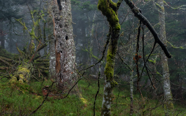 Frédéric-Demeuse-photography-forêts-primaires-forgotten-places-forest-photographer-10