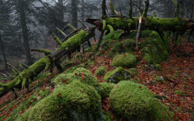 Frédéric-Demeuse-photography-forêts-primaires-forgotten-places-forest-photographer-11