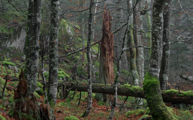 Frédéric-Demeuse-photography-forêts-primaires-forgotten-places-forest-photographer-13