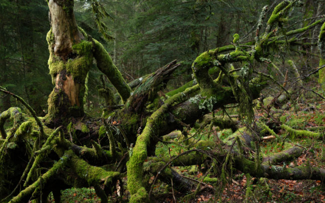 Frédéric-Demeuse-photography-forêts-primaires-forgotten-places-forest-photographer-2