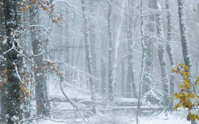 Frédéric-Demeuse-photography-forêts-primaires-forgotten-places-forest-photographer-23