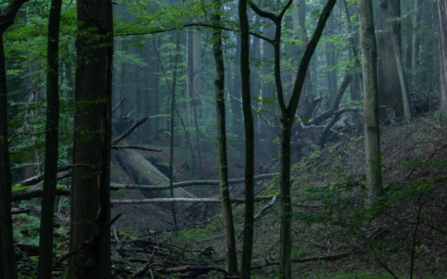 Frédéric-Demeuse-photography-forêts-primaires-forgotten-places-forest-photographer