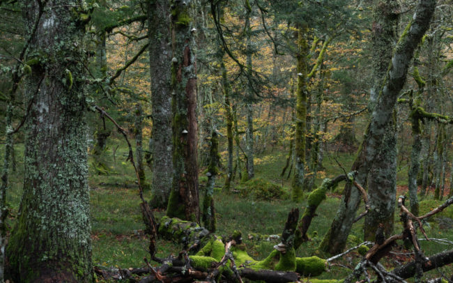 Frédéric-Demeuse-photography-forêts-primaires-forgotten-places-forest-photographer-8