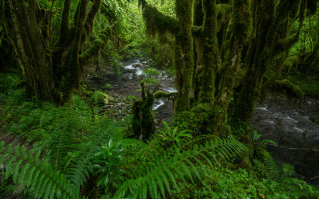 Frédéric-Demeuse-photography-forêts-primaires-forgotten-places-forest-photographer-Asque-Pyrenees