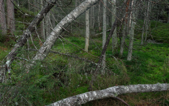 Frédéric-Demeuse-photography-forêts-primaires-forgotten-places-forest-photographer-Muddus-national-park