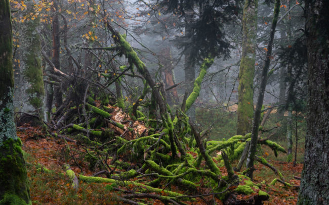 Frédéric-Demeuse-photography-forêts-primaires-forgotten-places-forest-photographer-Vosges