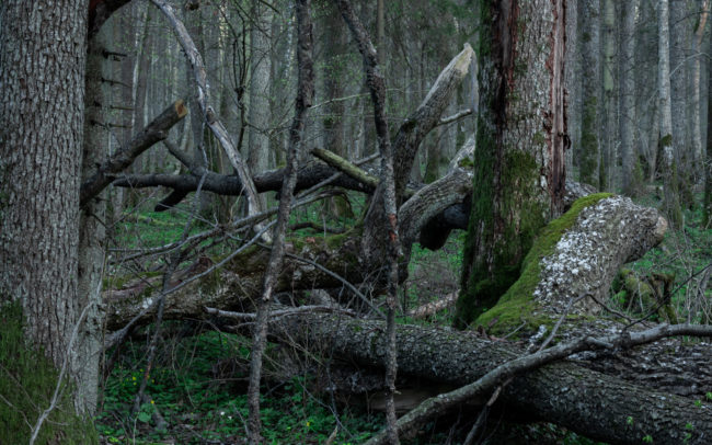 Frédéric-Demeuse-photography-forêts-primaires-forgotten-places-forest-photographer-bialowieska