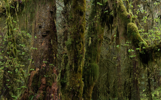 Frédéric-Demeuse-photography-forêts-primaires-forgotten-temperate-rainforest