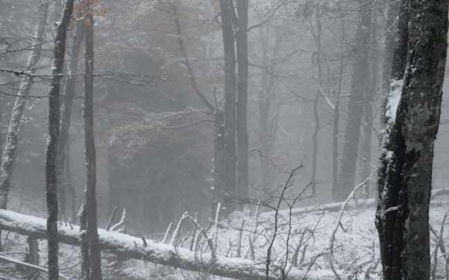 Frédéric-Demeuse-photography-forêts-primaires-hiver