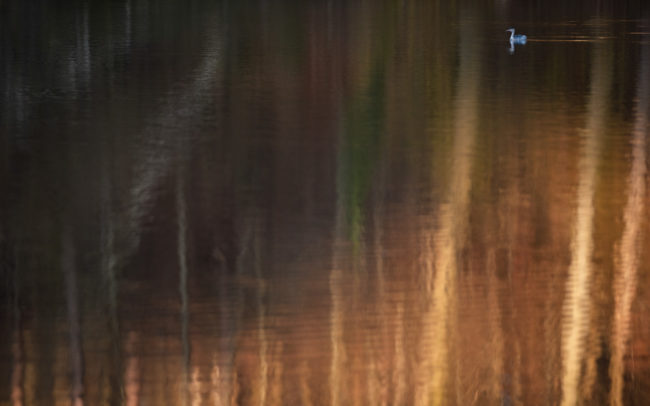 Frédéric-Demeuse-photography-grebe-wildlife-winter