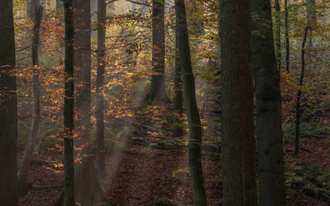 Frédéric-Demeuse-photography-sonian-forest-Unesco-site-Autumn
