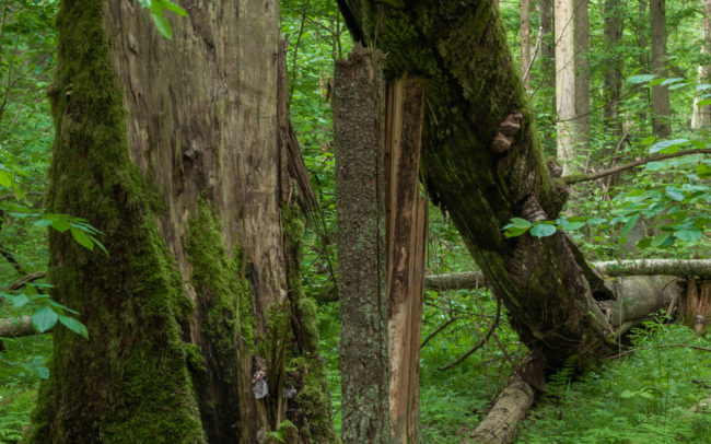 Frédéric-Demeuse-pogorzelce-Bialowieza-forest