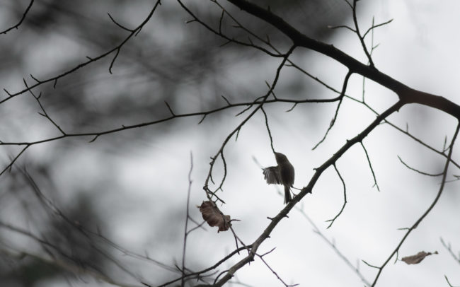Frederic Demeuse-Forest-photography-Sonian-Forest-Unesco-4 copie 10