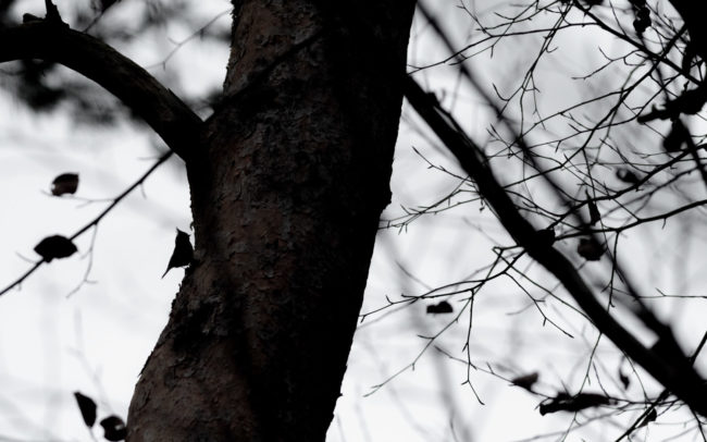 Frederic Demeuse-Forest-photography-Sonian-Forest-Unesco-4 copie