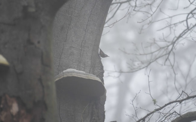 Frederic Demeuse-Forest-photography-Sonian-Forest-Unesco-4 copie 8