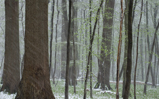 Frederic Demeuse-Forest-photography-Sonian-Forest-Unesco copie