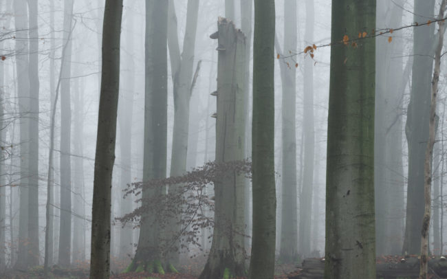 Frederic Demeuse-Forest-photography-Sonian-Forest-Unesco copie 2