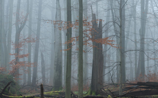 Frederic Demeuse-Forest-photography-Sonian-Forest-Unesco copie 3