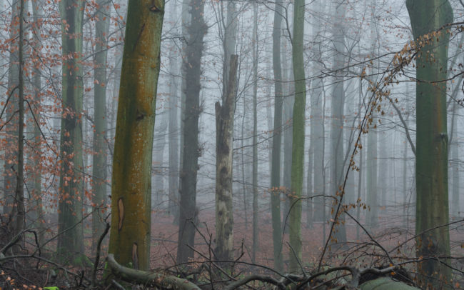 Frederic Demeuse-Forest-photography-Sonian-Forest-Unesco copie 4