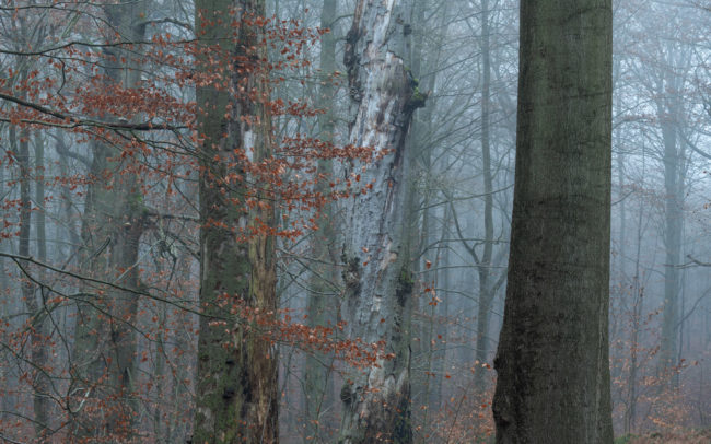 Frederic Demeuse-Forest-photography-Sonian-Forest-Unesco copie 7