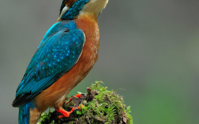 Frederic Demeuse-forest-wildlife-photography-Kingfisher