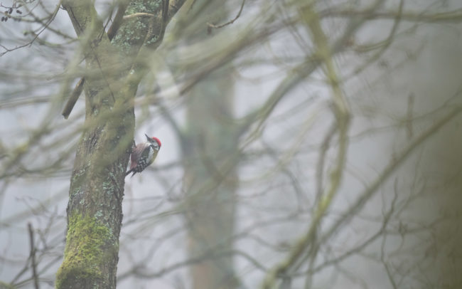 Frederic Demeuse-forest-wildlife-photography-Pic-mar