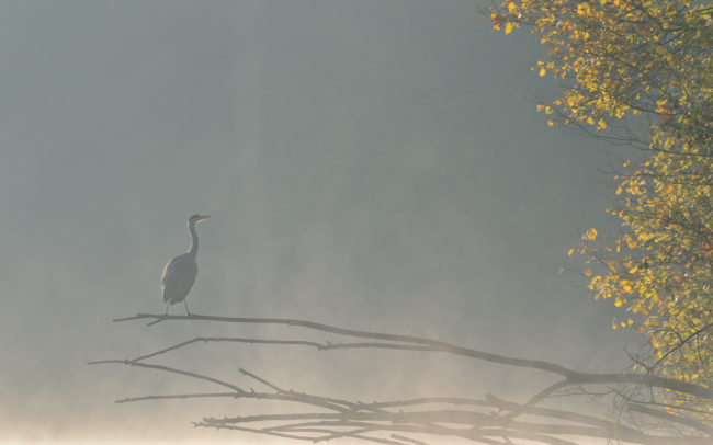 Frederic Demeuse-wildlife-bird-photography-2