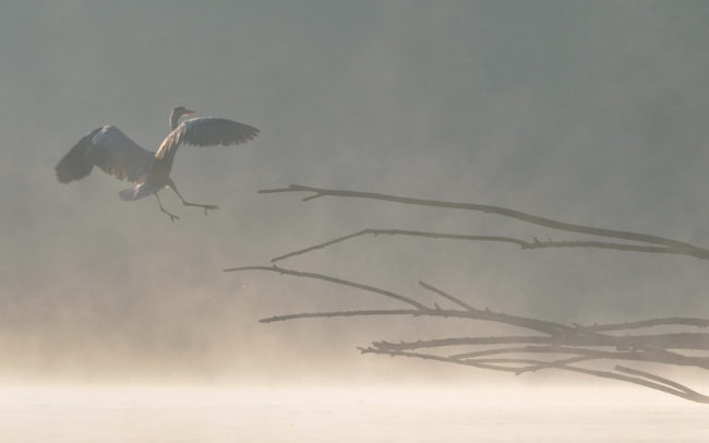 Frederic Demeuse-wildlife-bird-photography-2