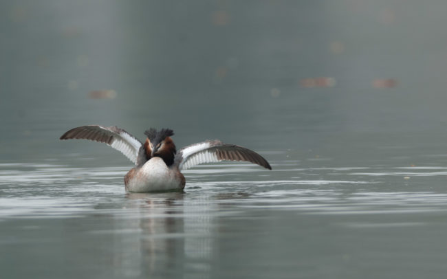 Frederic Demeuse-wildlife-photography-3