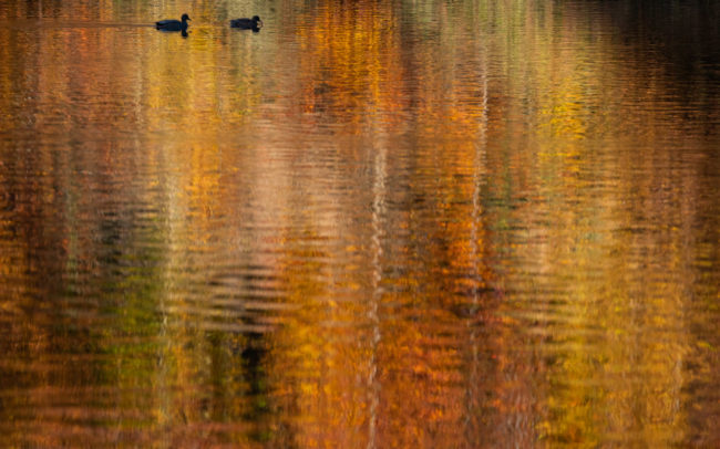 Frederic Demeuse-wildlife-photography-4