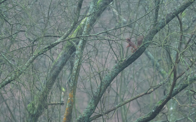 Frederic Demeuse wildlife photography Squirrel