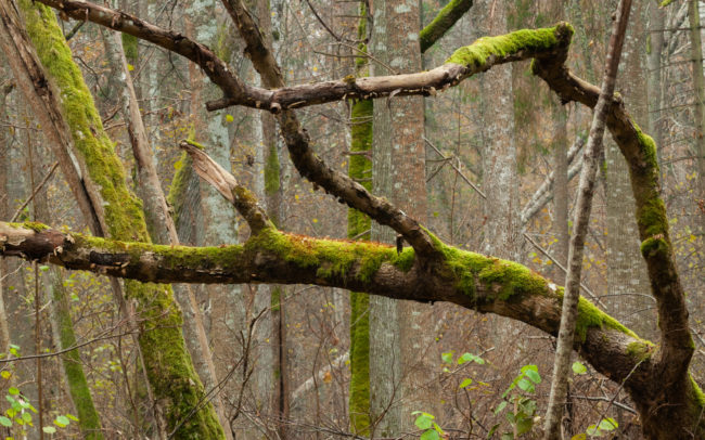 Frederic-Demeuse-Bialowieza-Forest