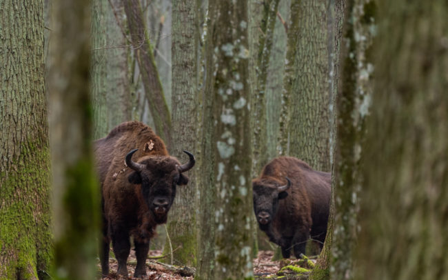 Frédéric-Demeuse-Bialowieza-forest-Poland-Bison-bonasus-bonasus