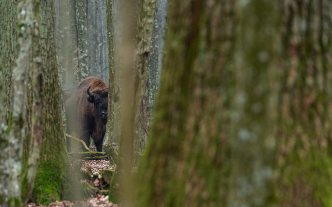 Frédéric-Demeuse-Bialowieza-forest-Poland-bison