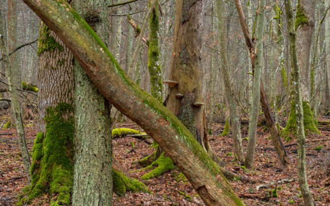 Frédéric-Demeuse-Bialowieza-forest-Poland-trunks-Debowy-Gradjpg