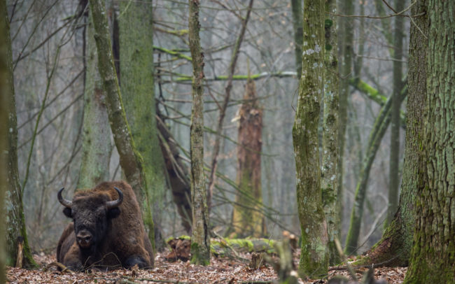 Frédéric-Demeuse-Bialowieza-forest-wildlife-photographer-Poland-15 copie