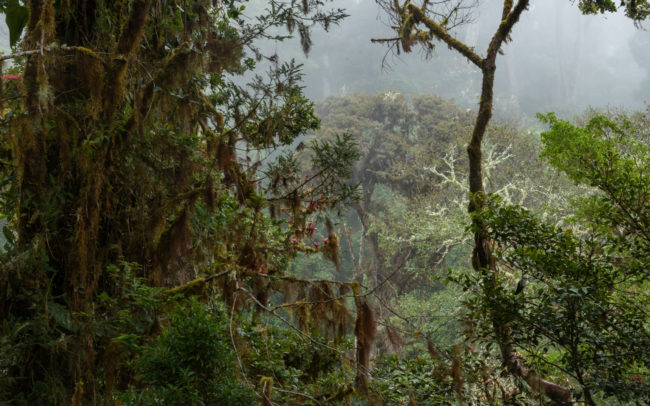 Frederic Demeuse Cloudforest