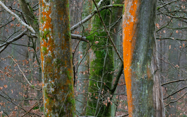 Frédéric Demeuse-Forest-photography-Trunks