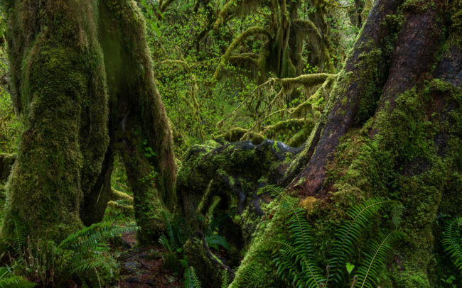 Frederic Demeuse -Hoh Rainforest