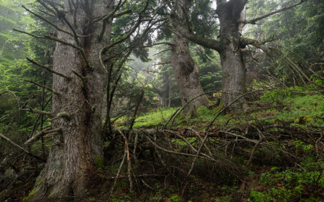 Frederic-Demeuse-forest-old-firs-Pyrenees