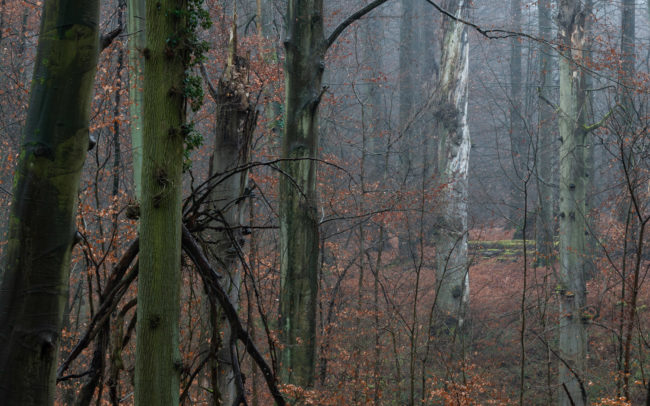 emeuse-forest-photography-Sonian-Forest-Unesco-site