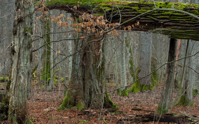 Frederic Demeuse Białowieżą forest poland