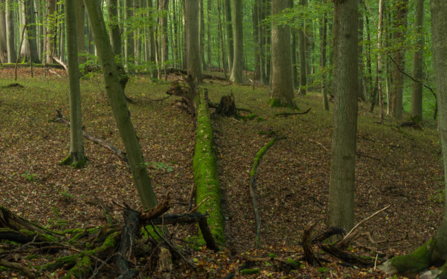 Frederic-Demeuse-Sonian-Forest-Autumn-Unesco-site-oak-tree